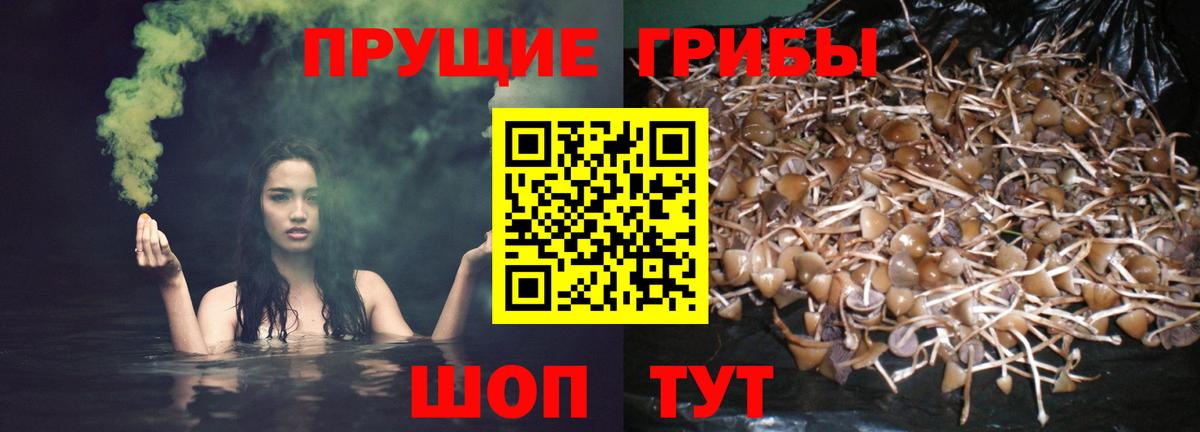 Галлюциногенные грибы прущие грибы Ростов-на-Дону